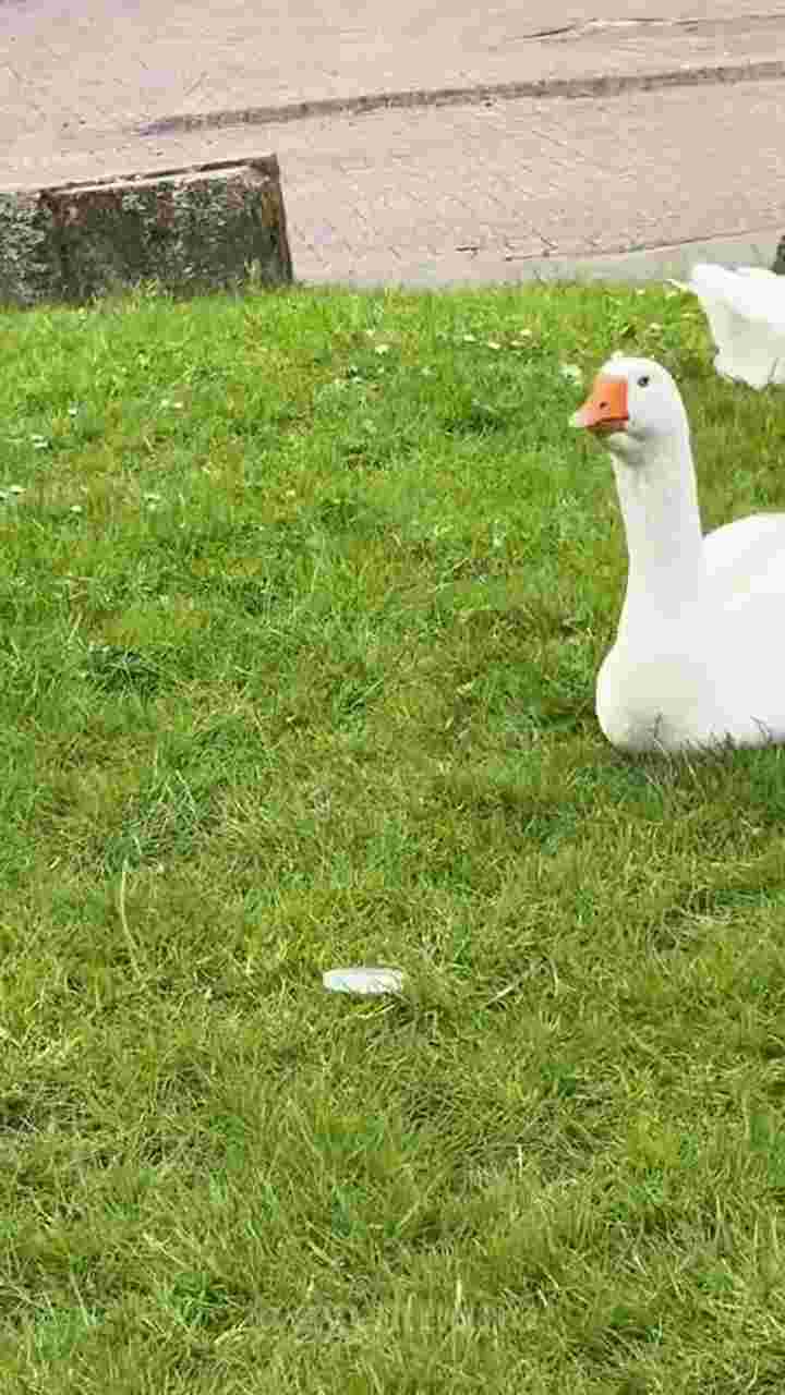 Geese (Gooses) being violent, biting and fighting